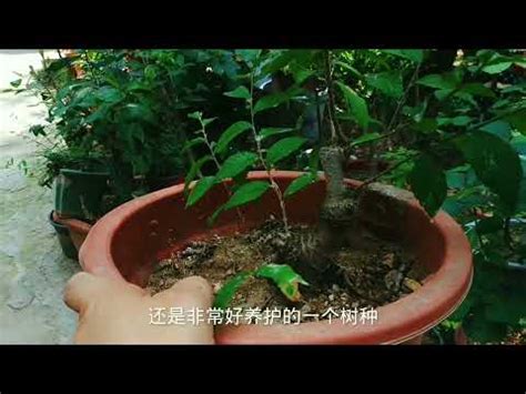 榔榆 盆景 植物 澆水 榆樹|榔榆盆景的製作與養護